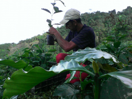 Plantando Colombia 27 Rio bonito nov 2016