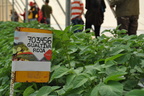 DSC 0366